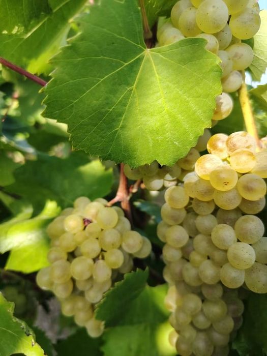 Vând strguri de vin