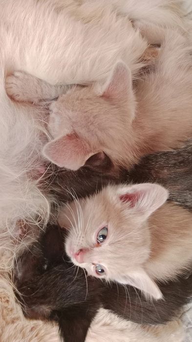 Отдам котят в хорошие руки