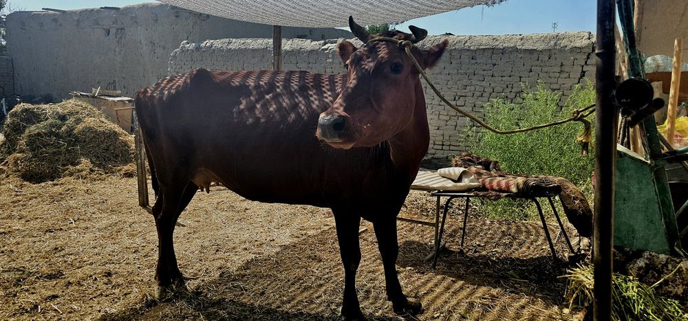 Sigir Sotiladi 3 chi qoringa bugoz 5 oylik