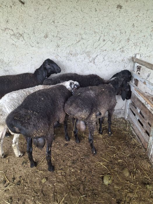 Qazoqi qoʻchqorlar narhiga kelishamiz.