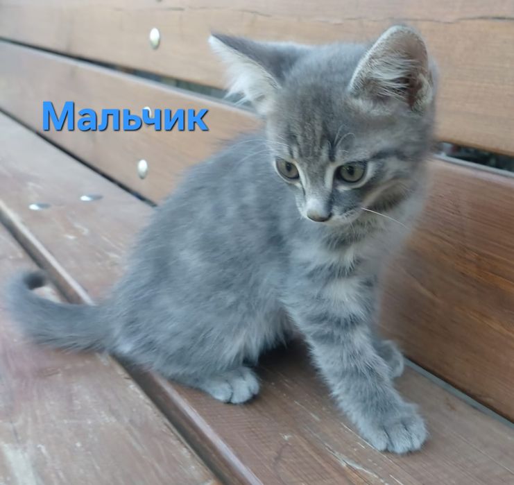 Котята. Котёнок.