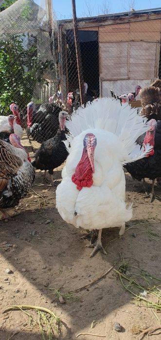 Индюки, индюшата