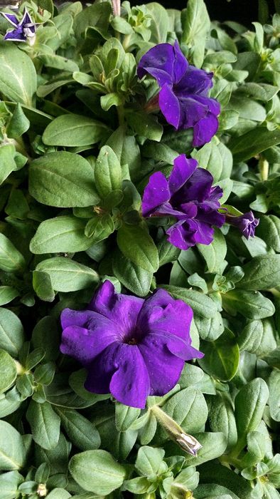 Рассада петуния, бархатцы