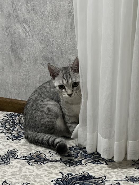 Продаётся красивая кошечка, 6 месяцев