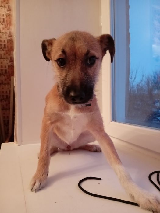 Той терьер помесь девочка