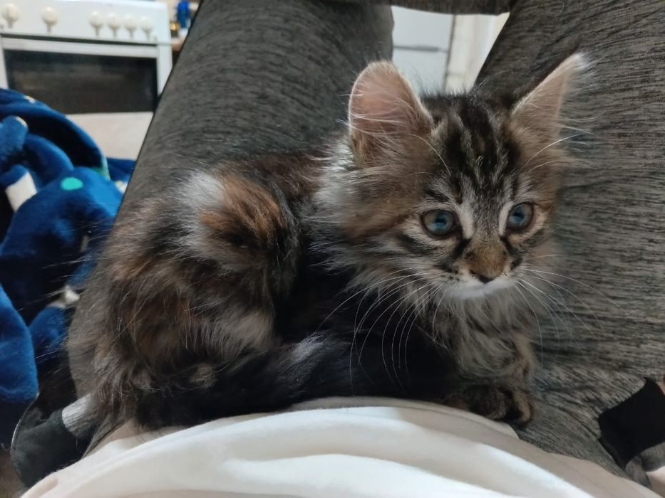 Котята девочки в добрые руки
