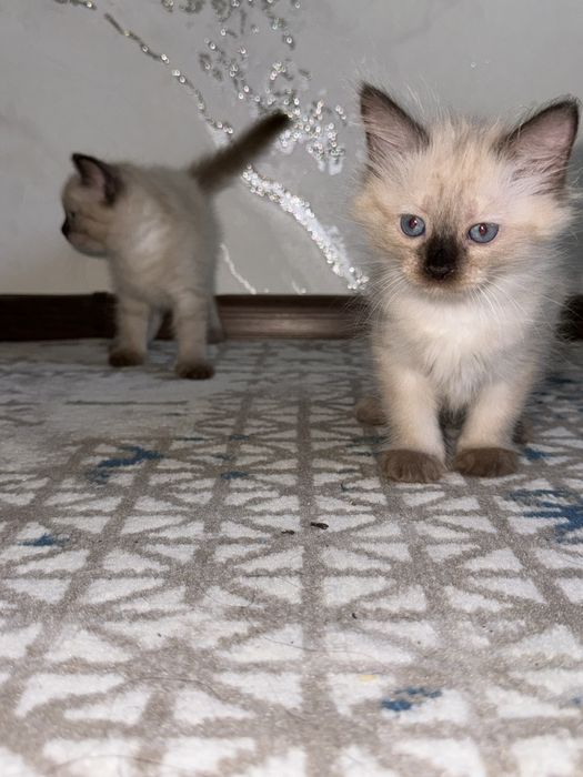 Сиамская кошка, котята  Siamskiy mushuk