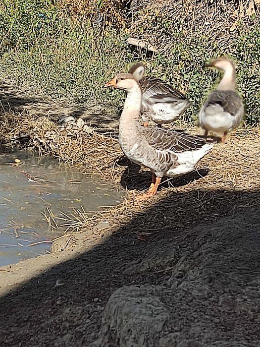 Bir para sariq gʻozlar sotiladi