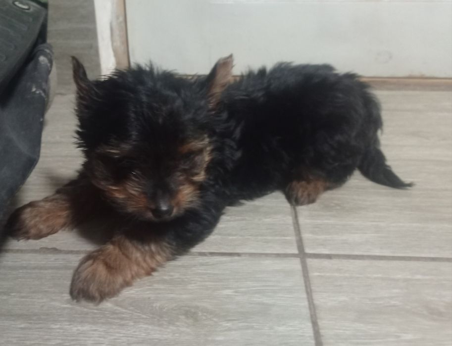 Йоркширский терьер девочка щенок.