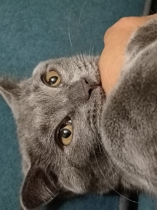 Mushuk Scottish Fold, ozoda, toza boqilgan  5 oylik