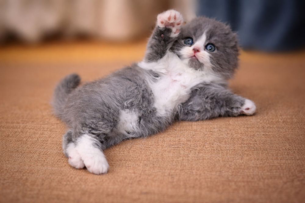 Tozza qon mushukchalar sotuvda