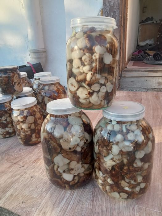 Продам  грибы этого года
