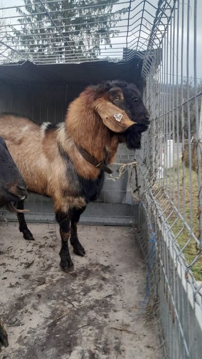 Vand Țap Anglo-Nubian