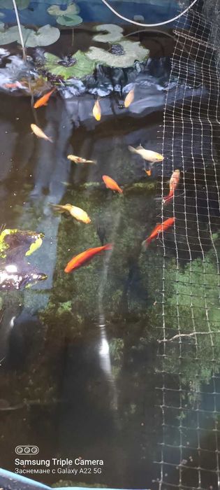 Риби таранка,златни и Кои, изграждане на градински езерца