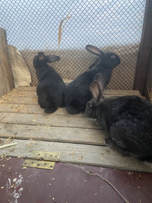 Продам кролов 15000