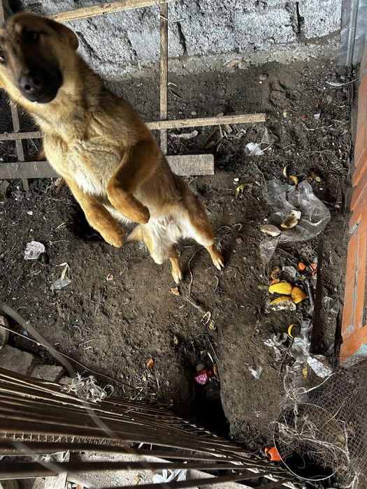 Продается пес молодой 7 месяцев