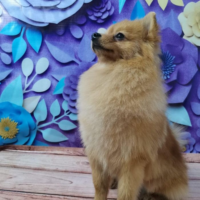 Вязка  немецкий шпиц мальчик