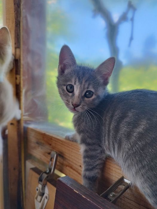 Раздавам котета на 2 месеца