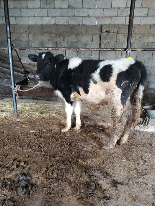 Тоқал буқа сатылады