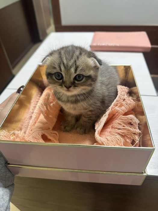 Плюшевые котята готовы найти свой дом