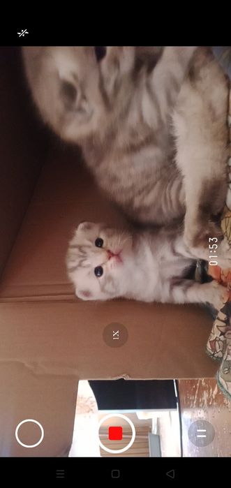 Котята шотландцы