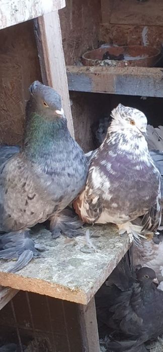 Porumbei Voltați Indieni De Vânzare