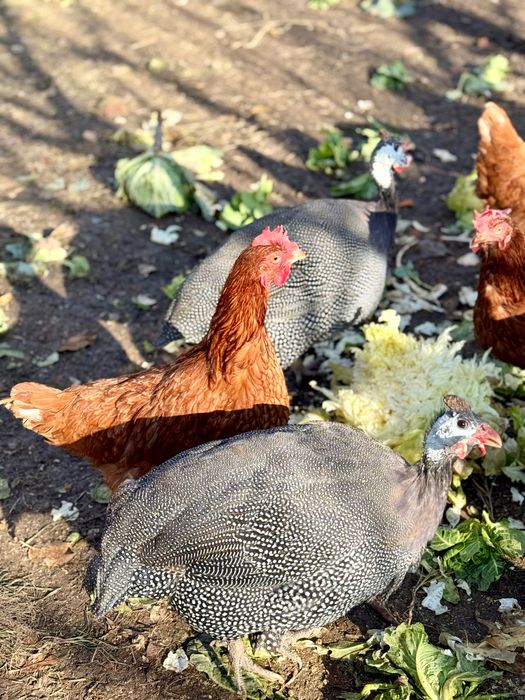 Schimb 2 bibilici cu alte pasari 2025