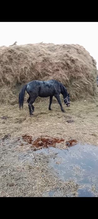 Продам жеребца цена 900