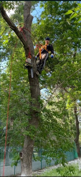 Спил деревьев . Обрезка