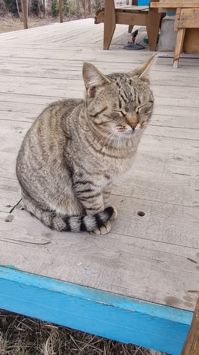 Очень ласковый котик, молоденький