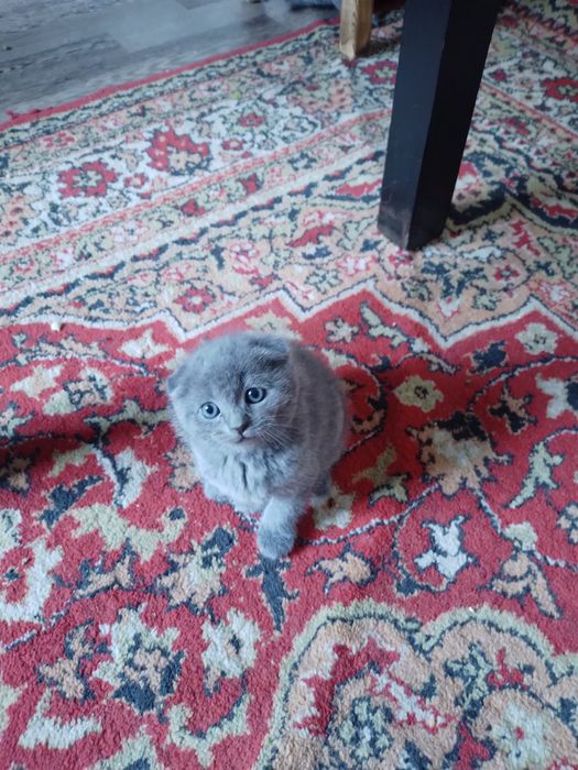 Мушиклар Кошки пародний