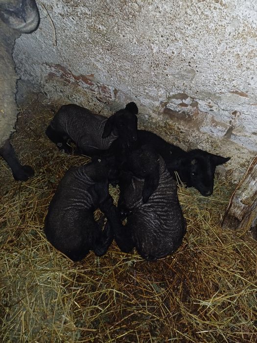 Oi suffolk de vanzare