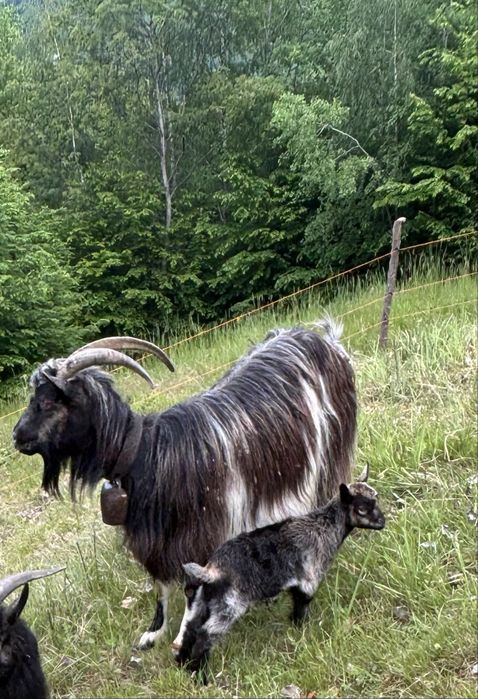 Vand 3 capre o iada de anul acesta o iada de anul trecut o capra adulta de 4 ani