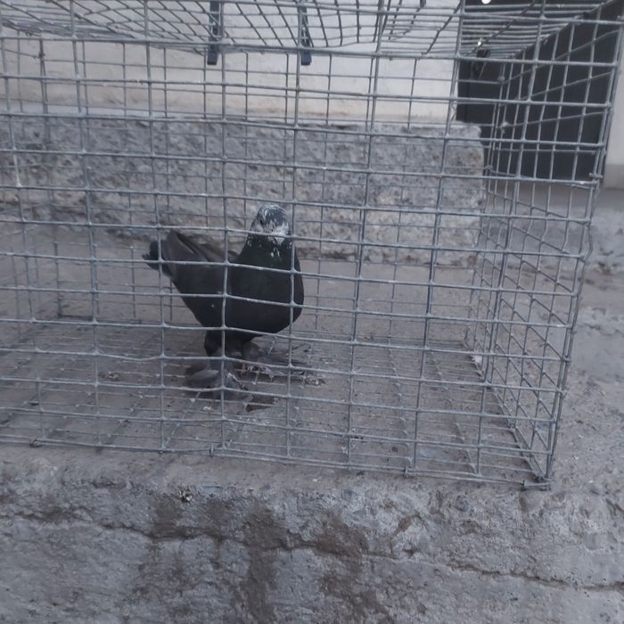 Соч самец лет игра гарантия