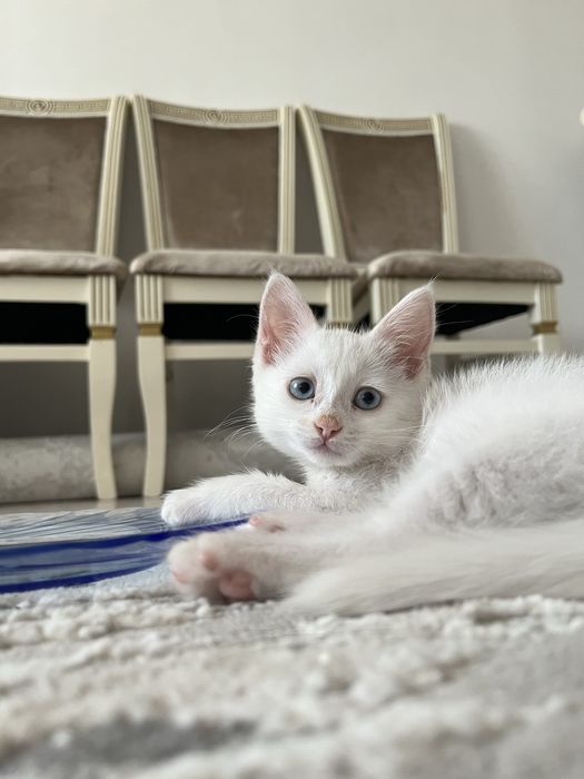 Котёнок, кошка Тараз