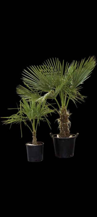 Семена за палма хамеробс, трахикарпус, вашингтония, финикова и Брахея