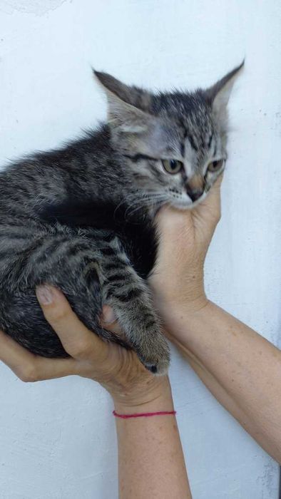 Котёнок девочка 2,5 месяца