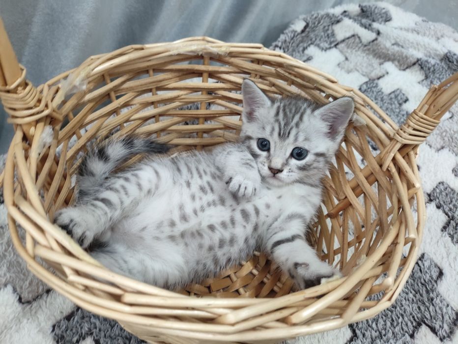 Котята шотландские вислоухие и британские