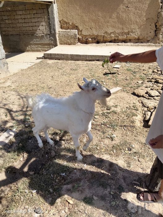 Parodasi lamancha narxi 6mln