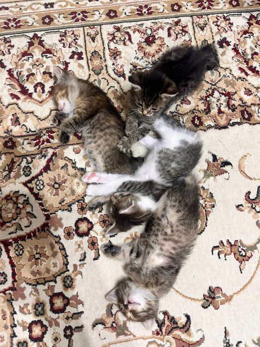Отдам котят в добрые руки