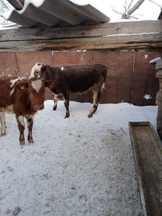 Продам 4-бычок 3-тёлка оптом 7-голов