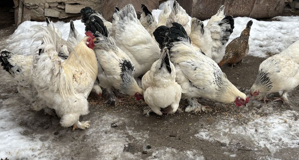 Куры пол абрамы