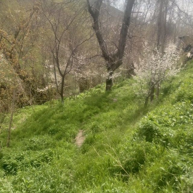 Jizzax viloyati gallaorol tumani qoytosh shaxarchasi