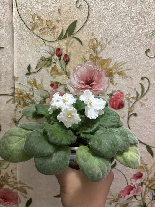 Продам фиалку