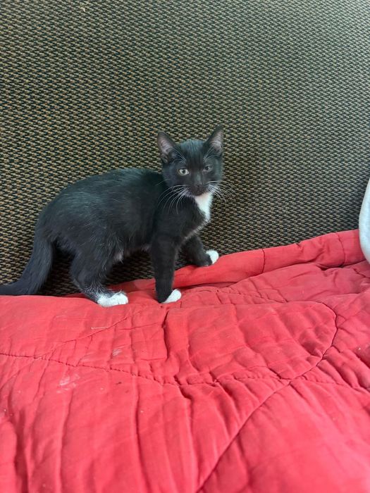Красивые котята в добрые руки