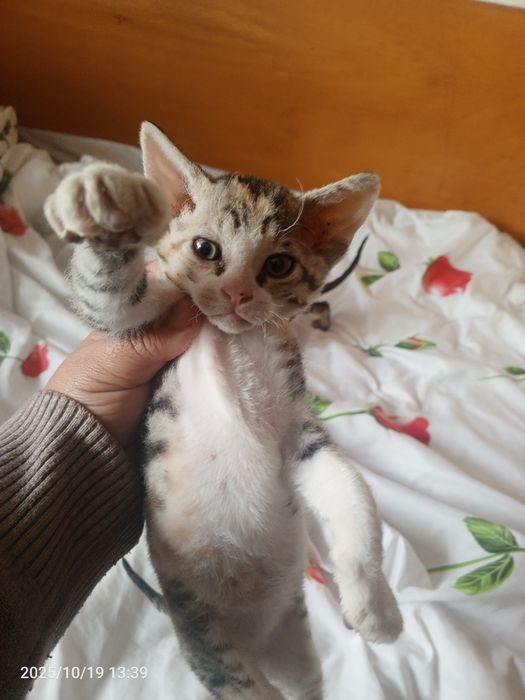 Zoti Sifinks  ikki oylik