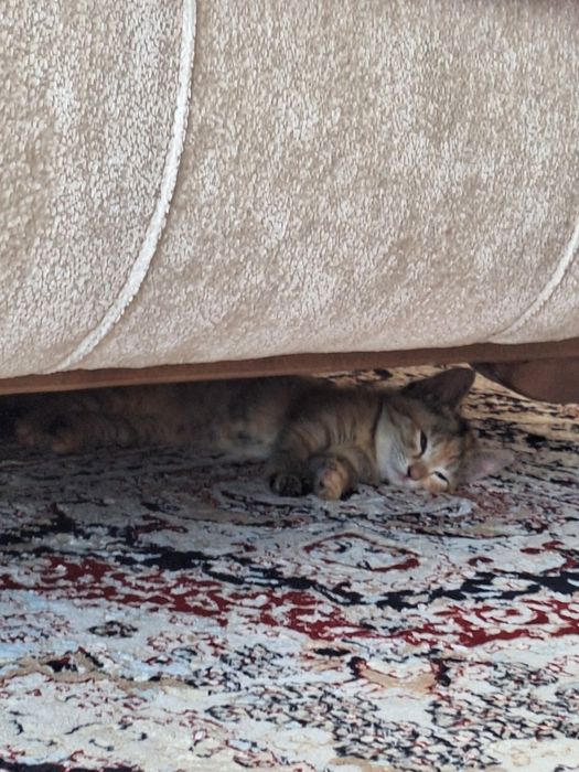 Котенок 2 месяца, бесплатно