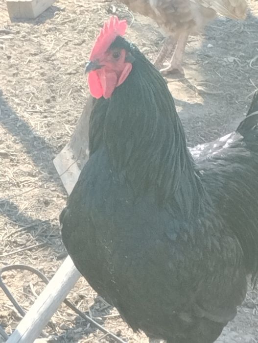 Қара ири әтеш сатылады.