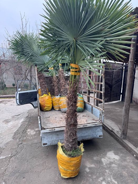 Арча ва хархил турдаги гуллап