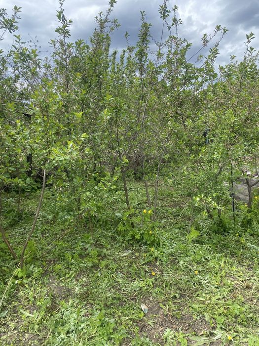 Продам саженцы малины , крыжовник